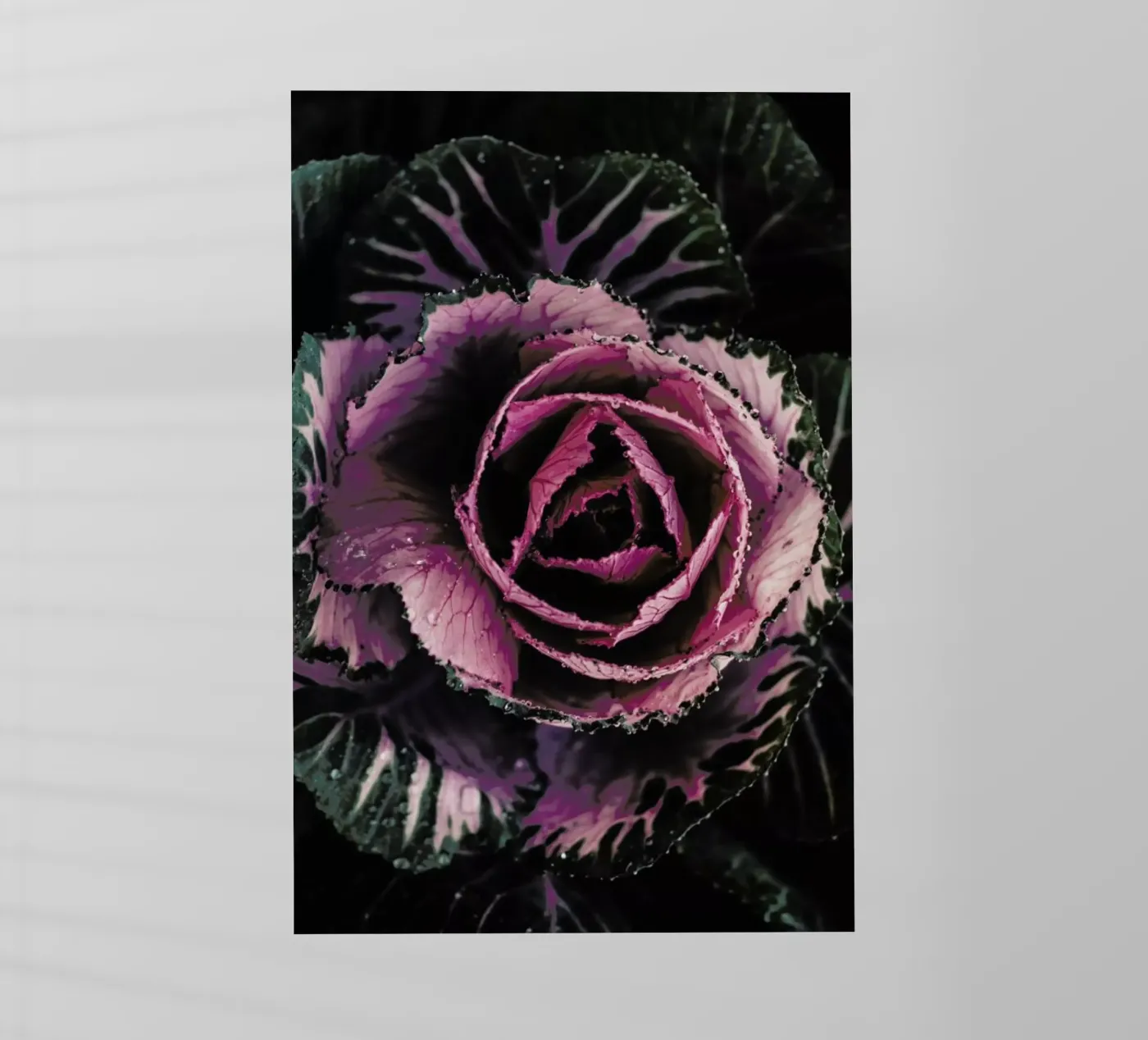 Pink Rosette pellicola backlit da Ingrid Beddoes