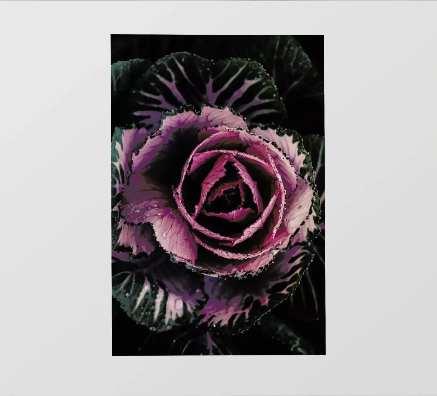 Pink Rosette pellicola backlit da Ingrid Beddoes