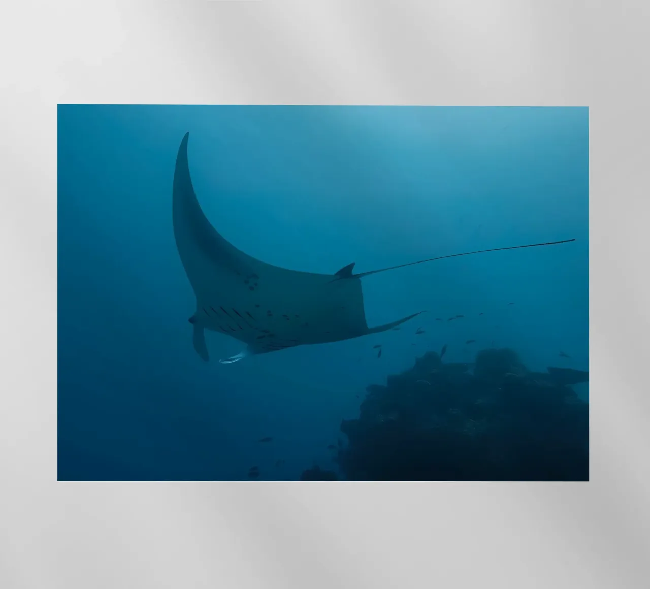 Tuffatore oceanico con polpo pellicola backlit da Eames