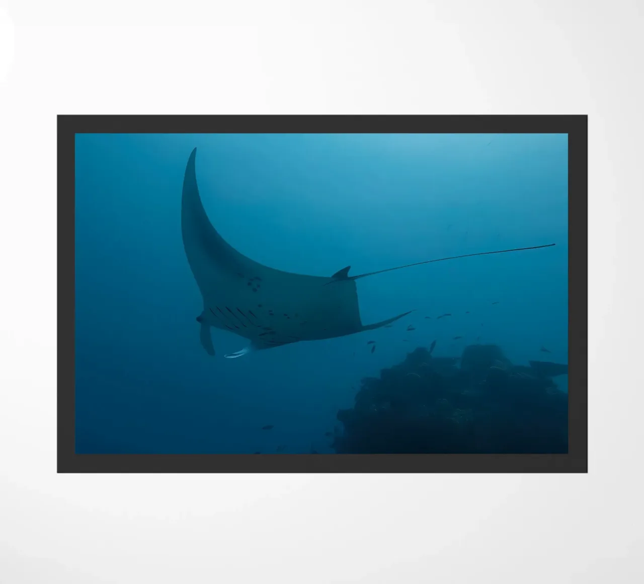 Tuffatore oceanico con polpo zerbino da Eames