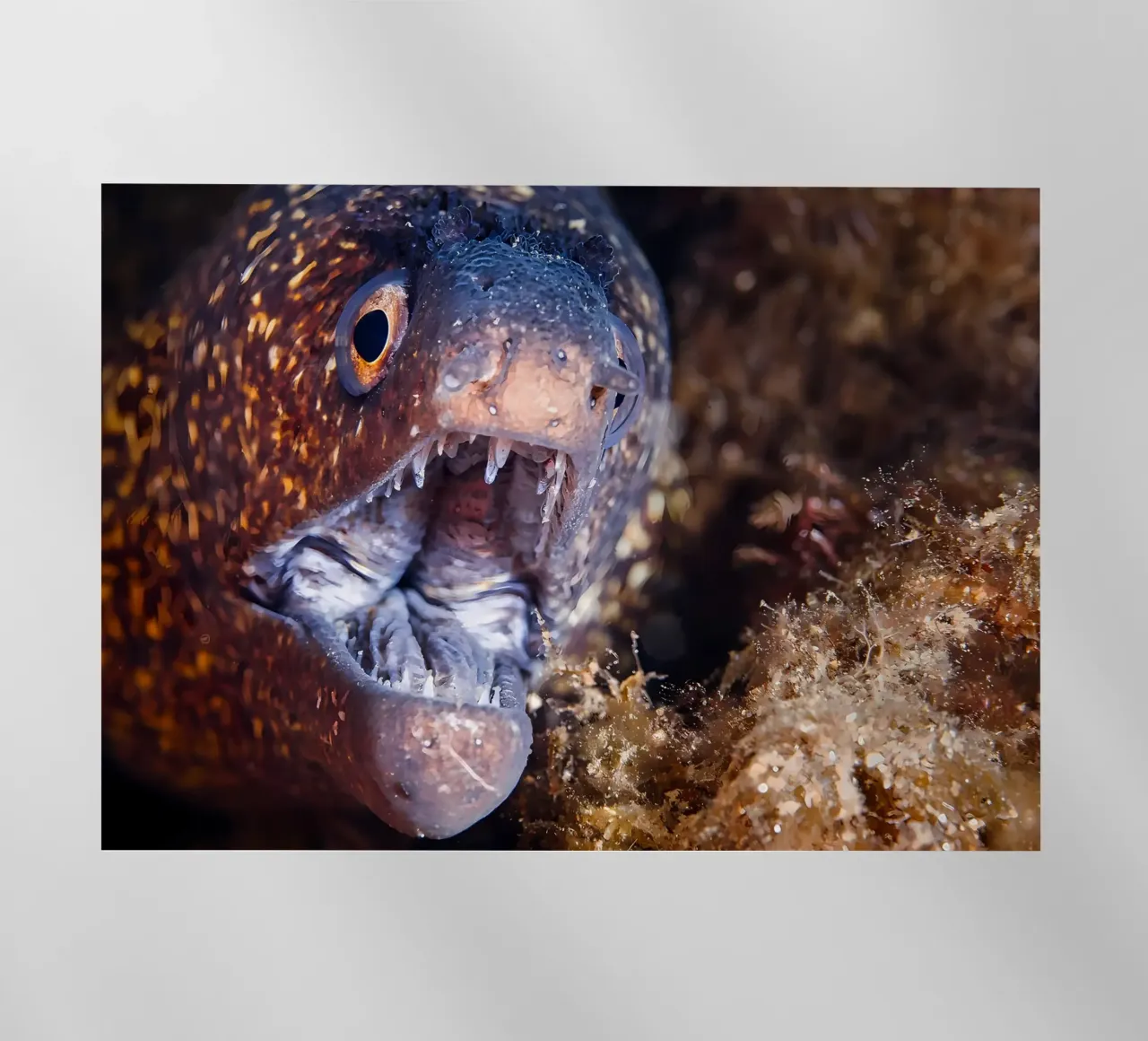 Napoleone Serpente Anguilla Bolla Bokeh pellicola backlit da Eames