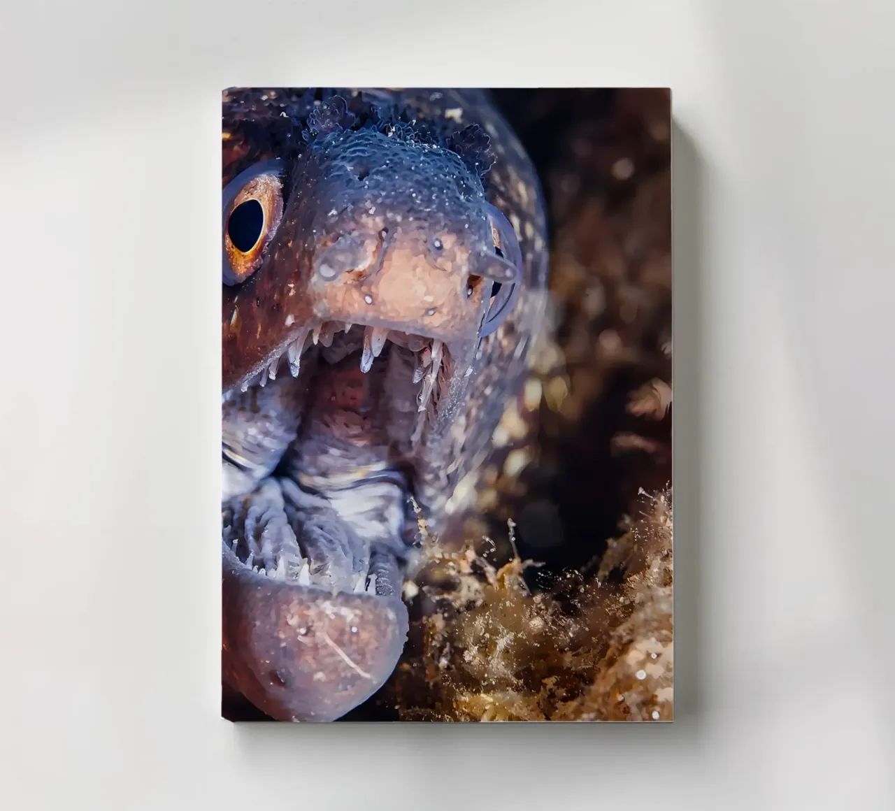 Napoleon Snake Eel Bubble Bokeh notebook by Eames