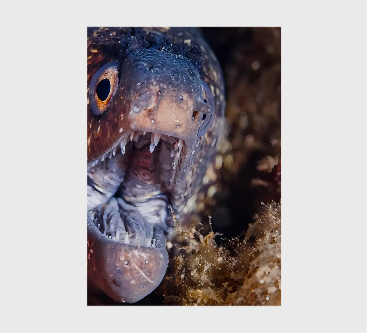Napoleon Snake Eel Bubble Bokeh notebook by Eames