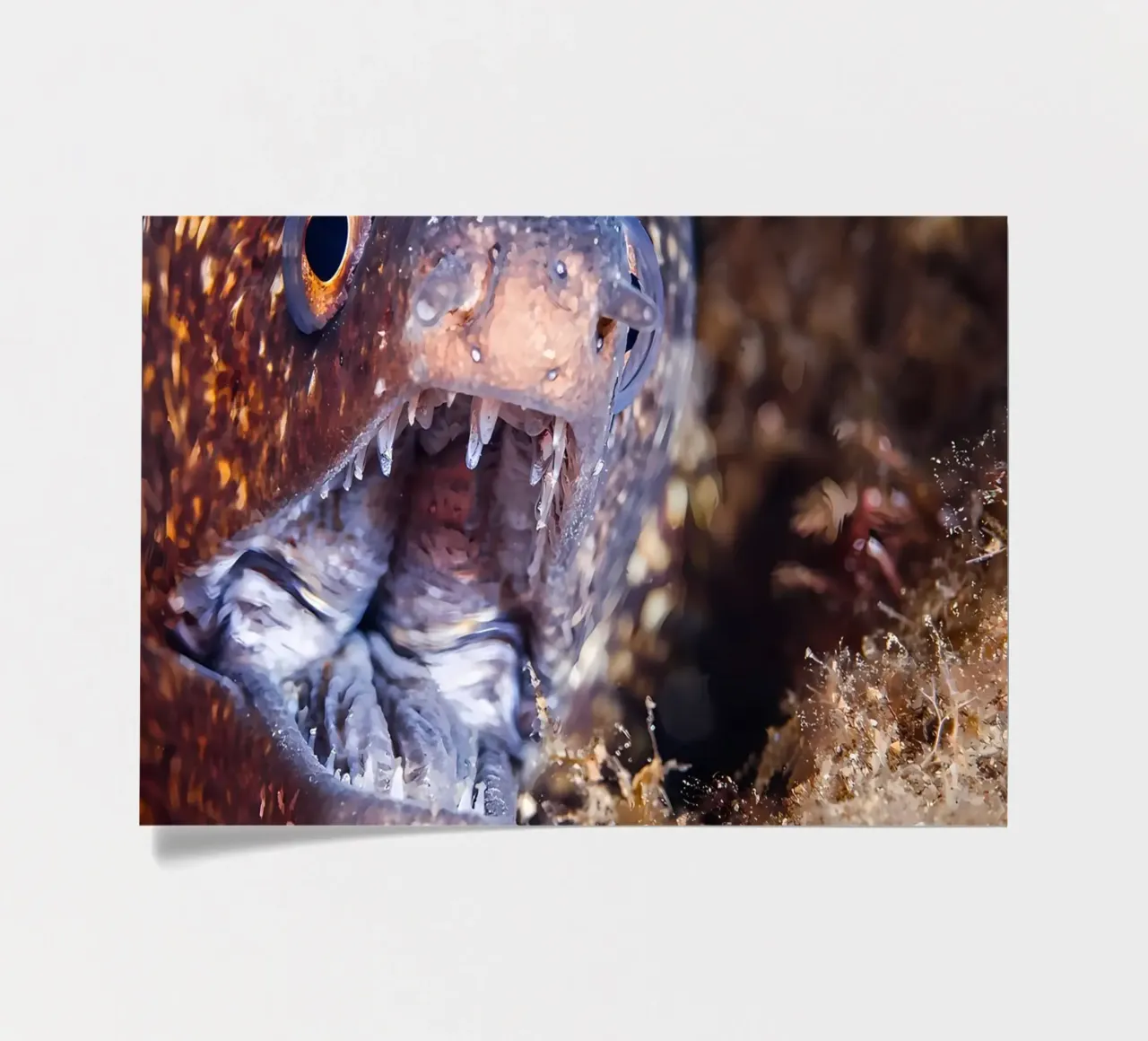 Napoleon Snake Eel Bubble Bokeh sticker sheet by Eames