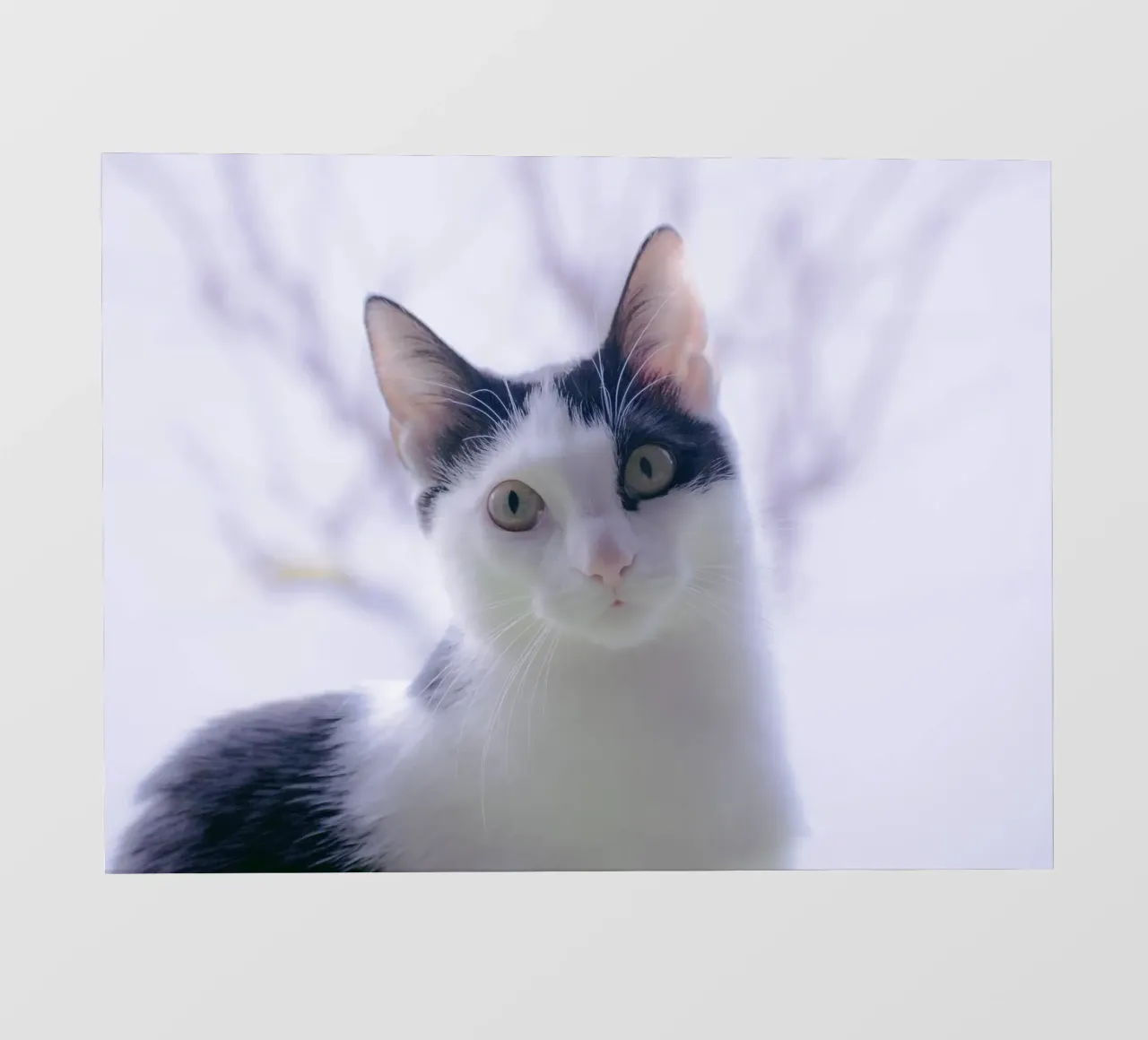 Piccolo gattino telo in pvc da Teresa André