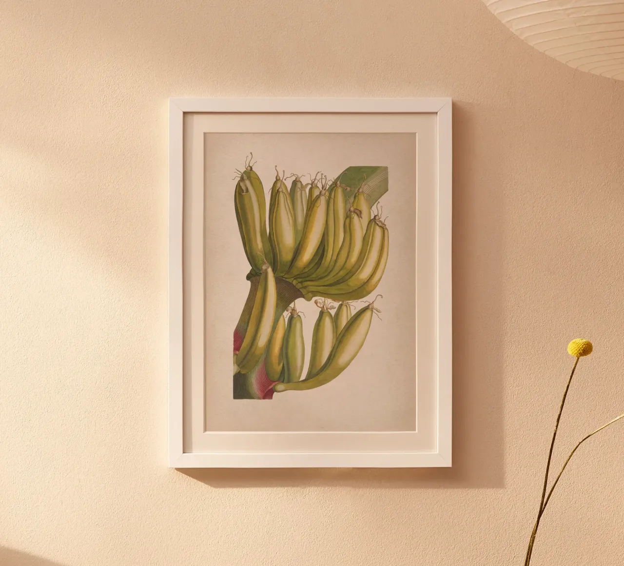 Vintage Ehret 3 Musae Primus poster con telaio in plastica da Vintage Print Collection