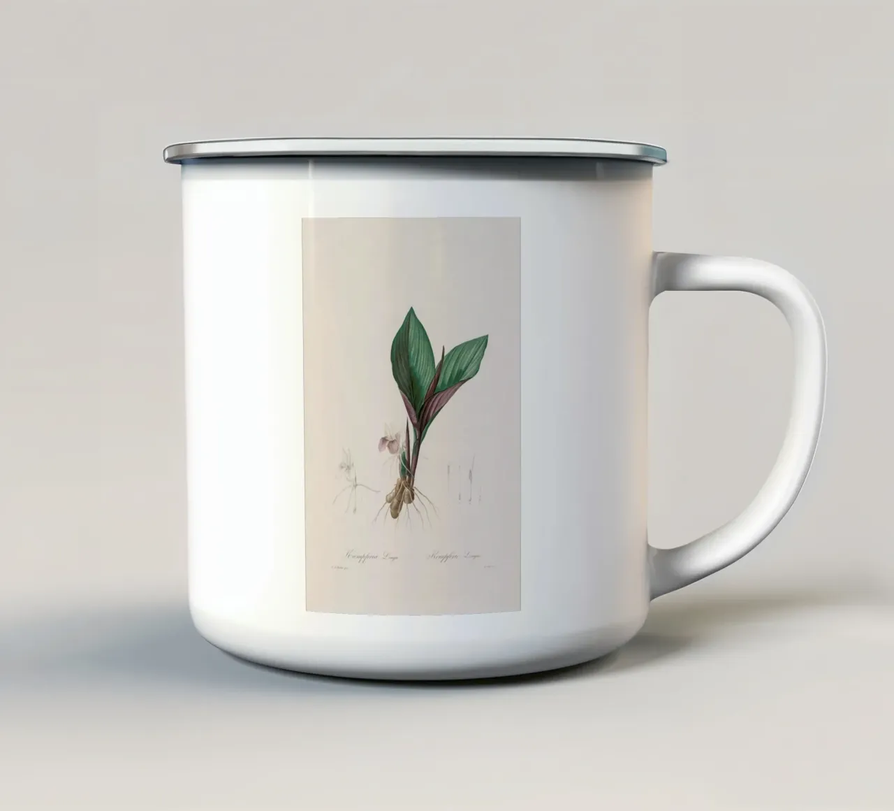Kaempferia Longa, 1802-1816 - Henry Joseph Redouté tazza in smalto da Artokoloro Quint Lox Ltd