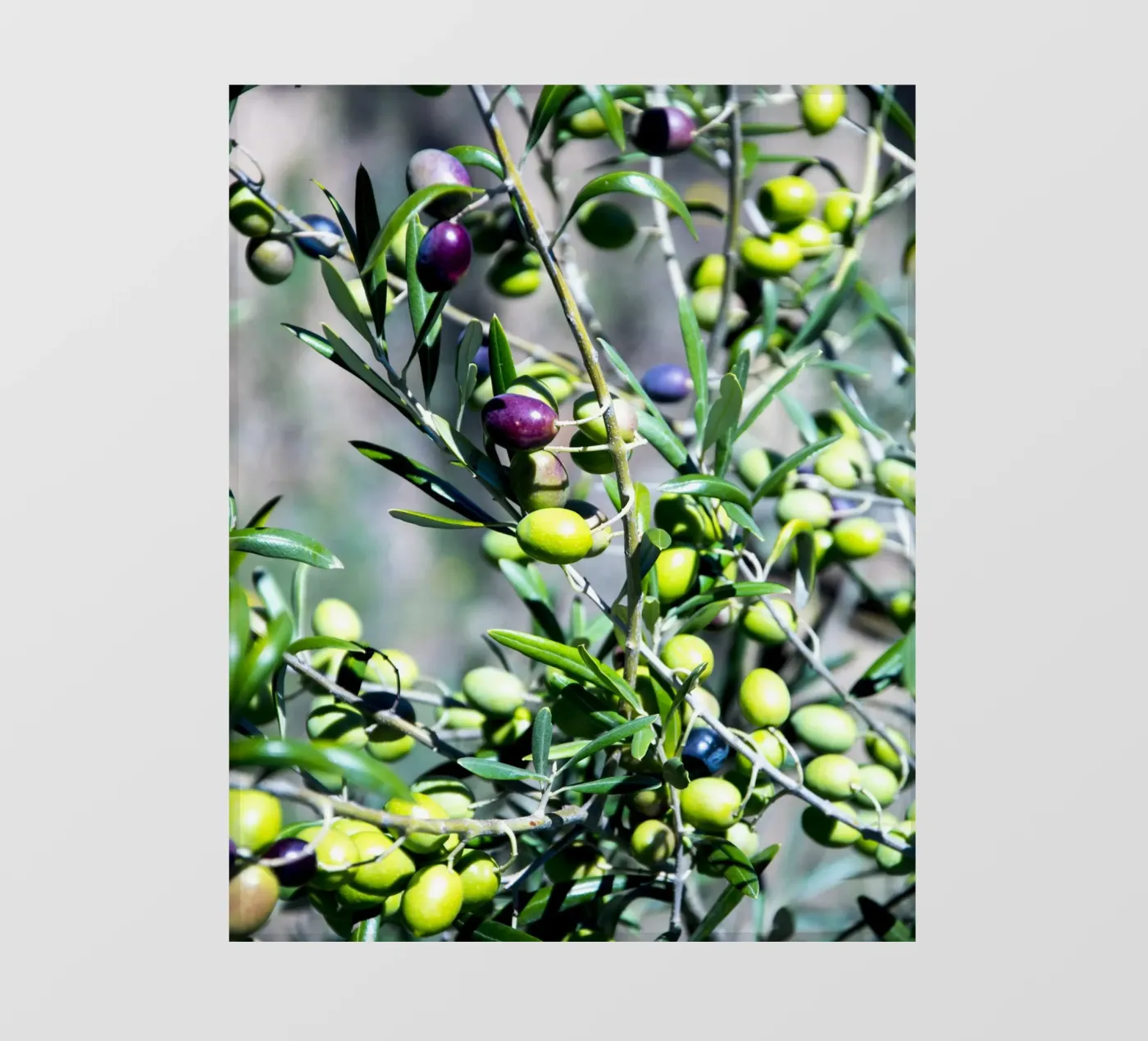 Olive pellicola backlit da Teresa André