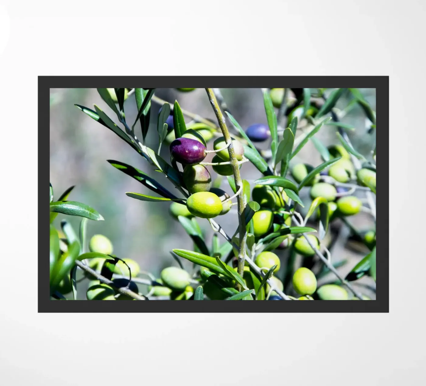 Olives zerbino da Teresa André