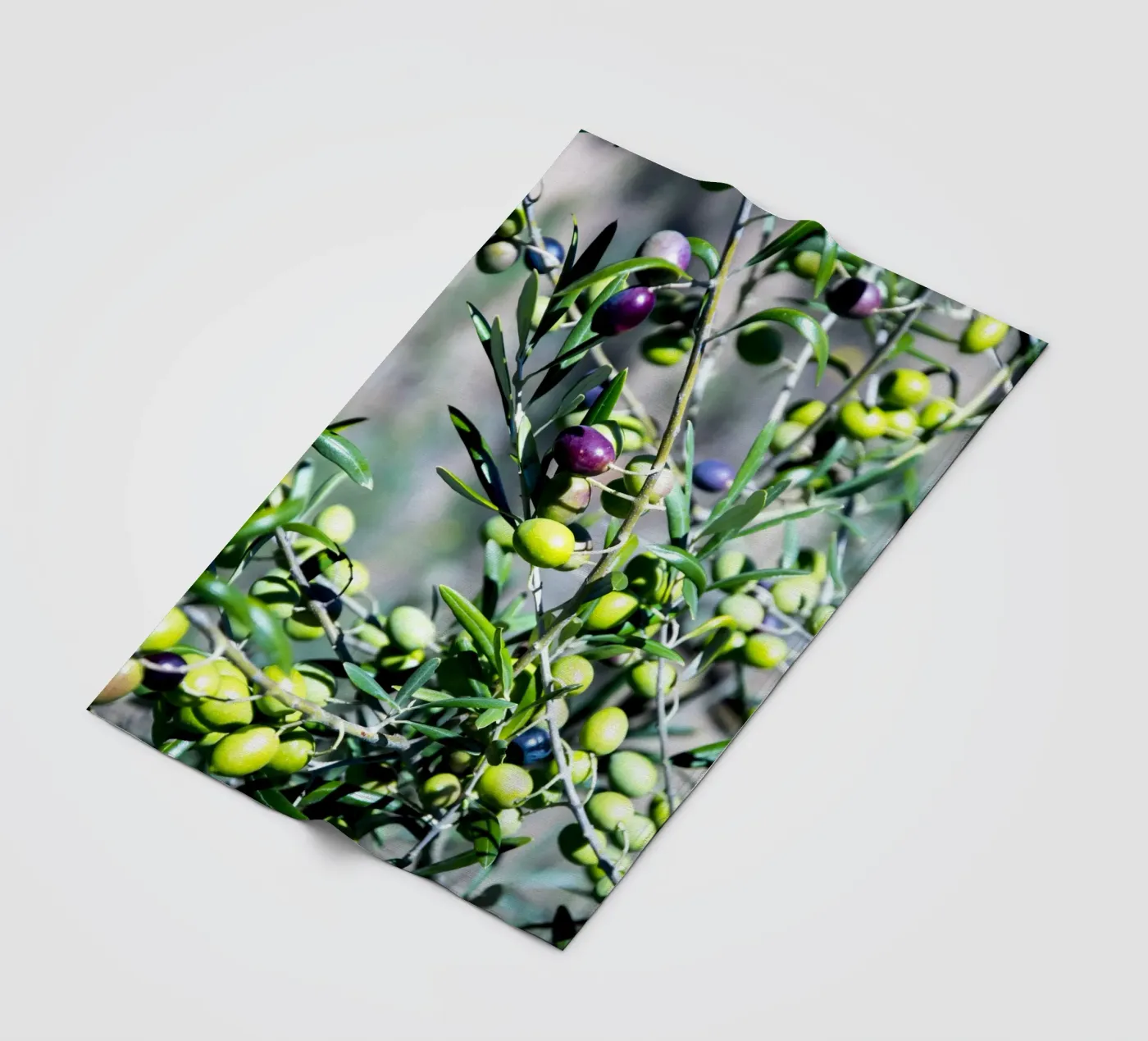 Olive coperta in pile da Teresa André