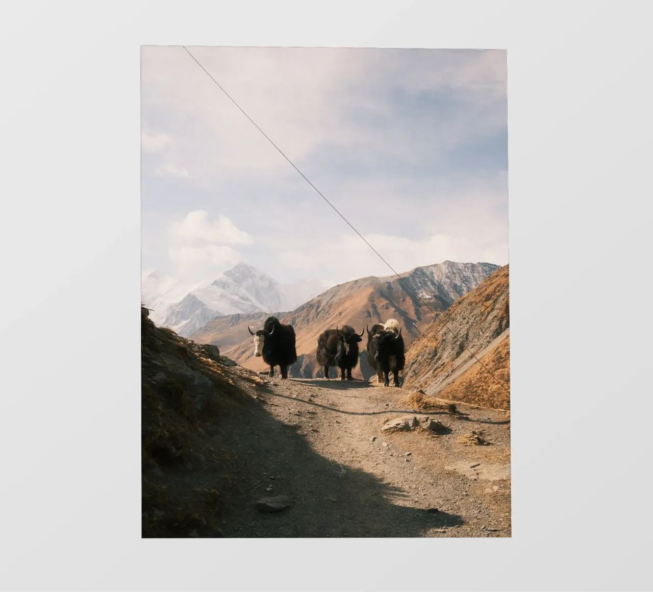 Yaks of the High Himalayas telo in pvc da FujiPrints