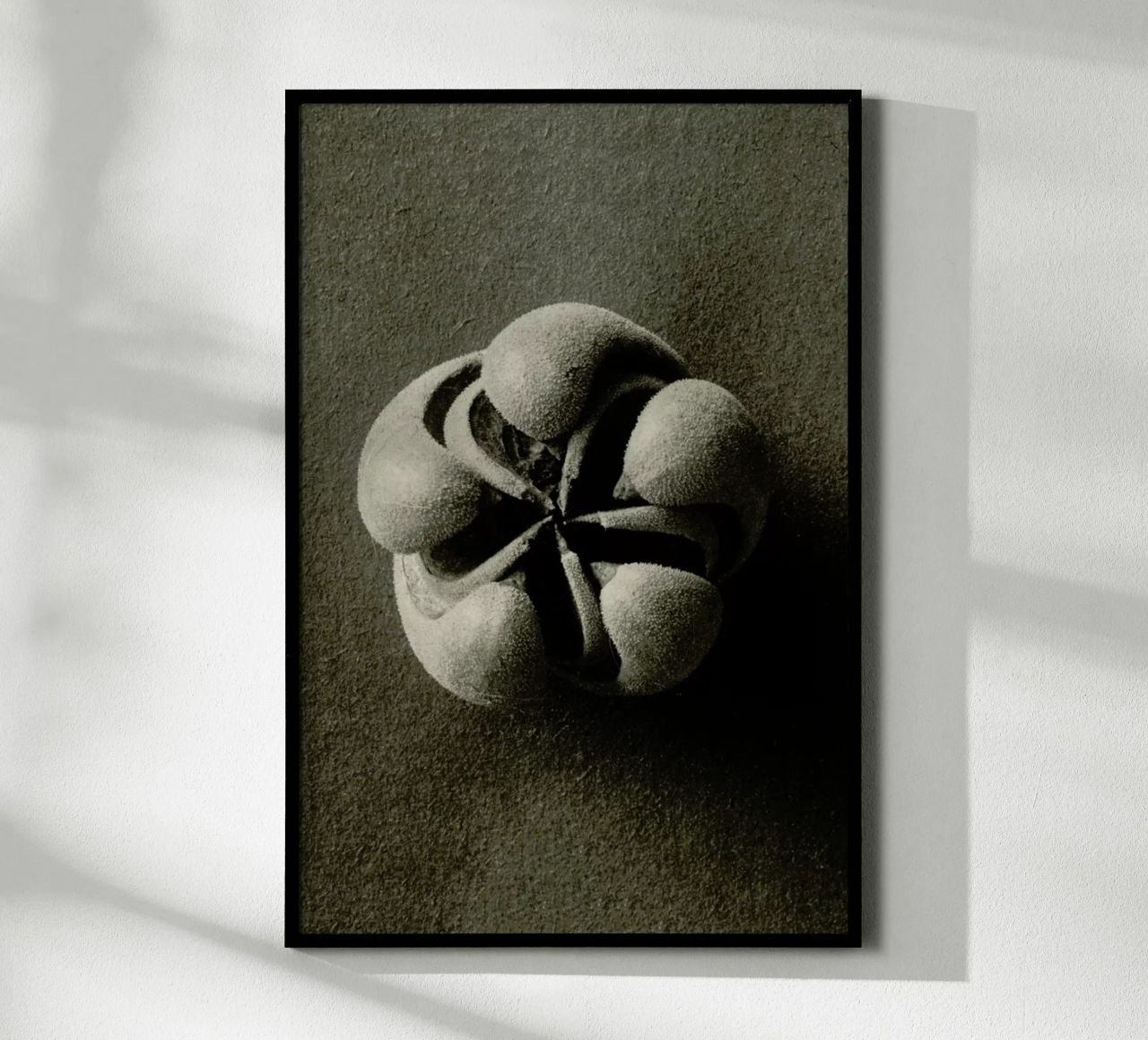 Blumenbachia Hieronymi (Loasaceae) - Karl Blossfeldt Poster von Artokoloro Quint Lox Ltd