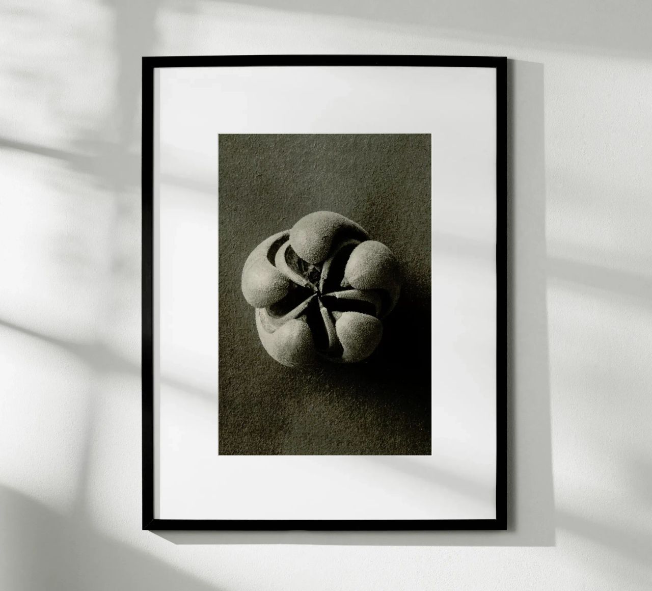 Blumenbachia Hieronymi (Loasaceae) - Karl Blossfeldt Poster von Artokoloro Quint Lox Ltd