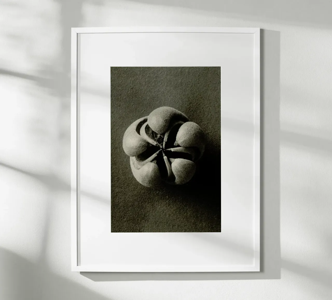 Blumenbachia Hieronymi (Loasaceae) - Karl Blossfeldt poster con telaio in plastica da Artokoloro Quint Lox Ltd