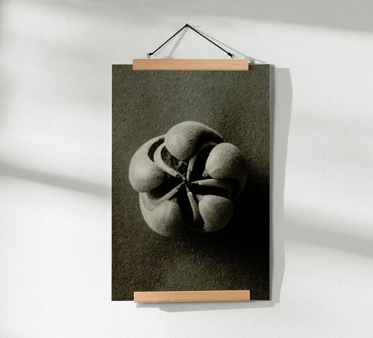 Blumenbachia Hieronymi (Loasaceae) - Karl Blossfeldt Poster von Artokoloro Quint Lox Ltd