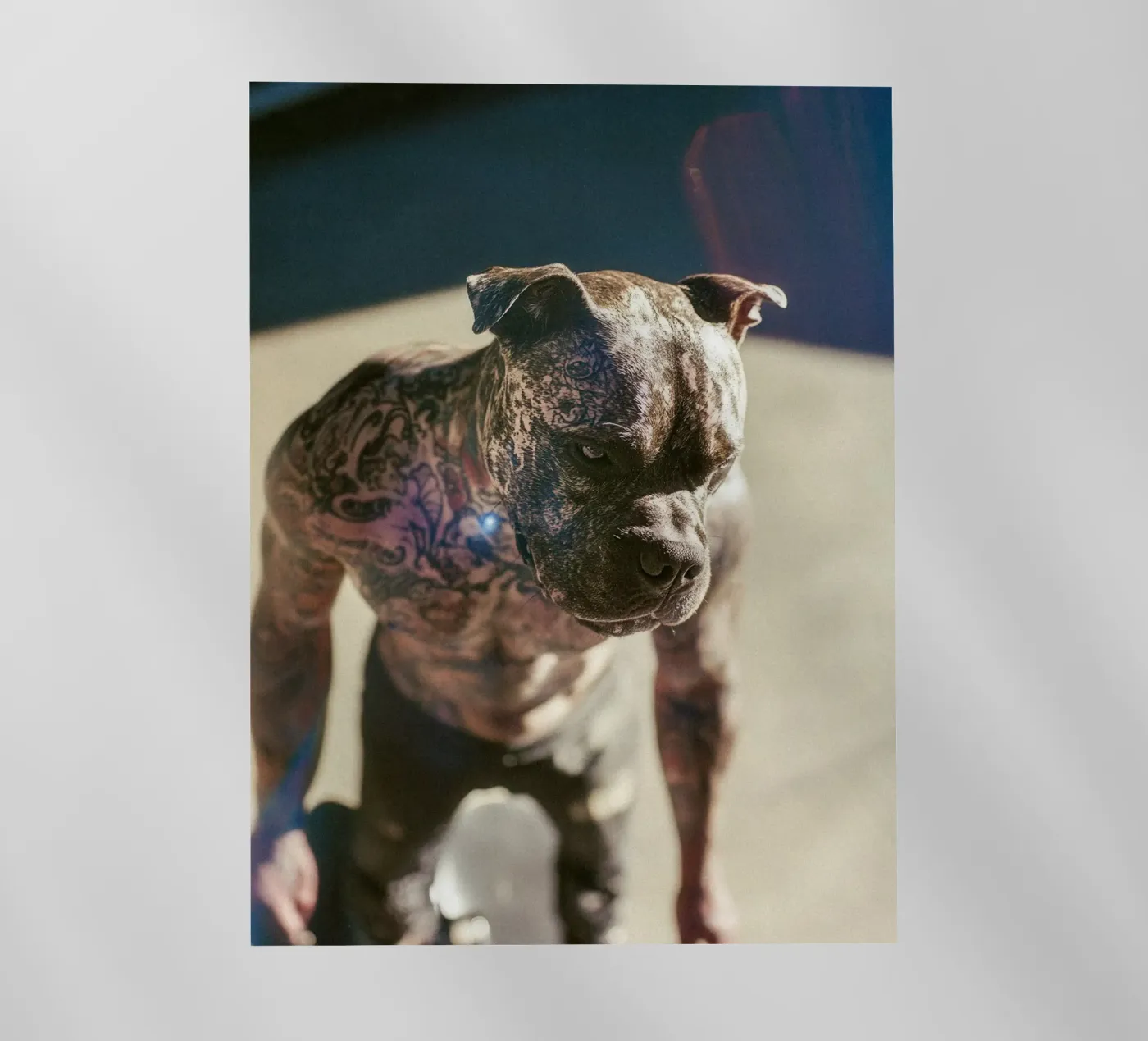 Bronx pellicola backlit da Affiches Chien Originales – Dogland