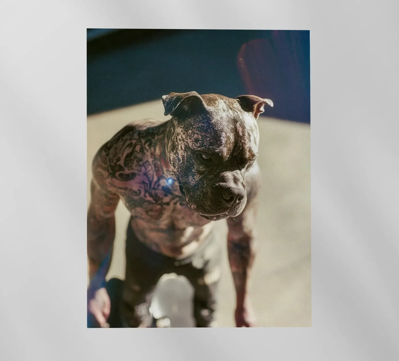 Bronx pellicola backlit da Affiches Chien Originales – Dogland