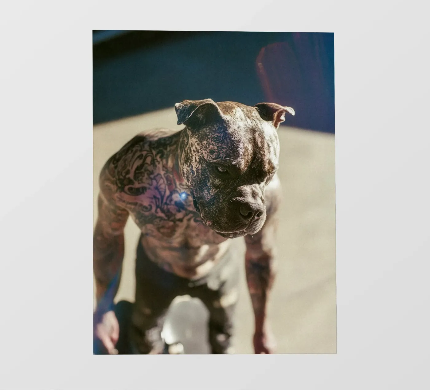 Bronx pellicola backlit da Affiches Chien Originales – Dogland