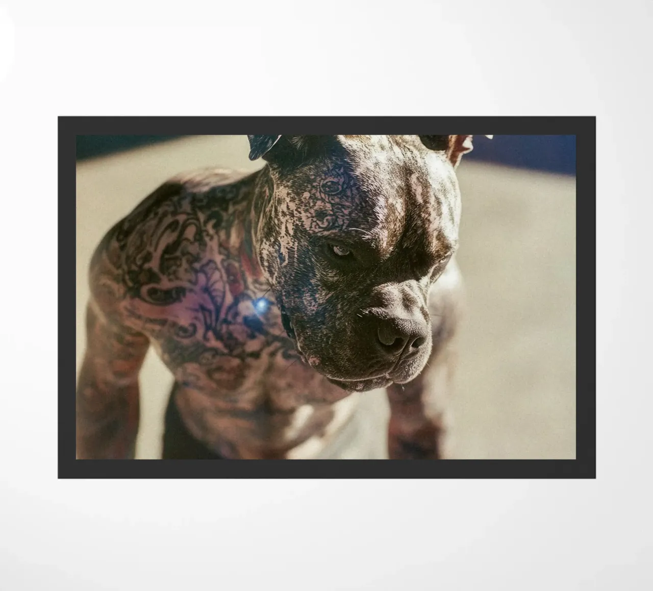 Bronx zerbino da Affiches Chien Originales – Dogland