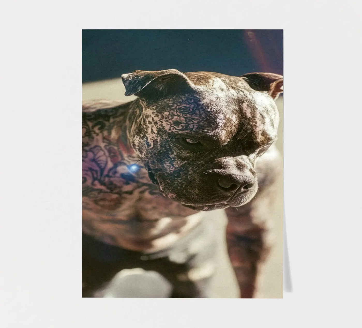 Bronx sticker sheet by Affiches Chien Originales – Dogland