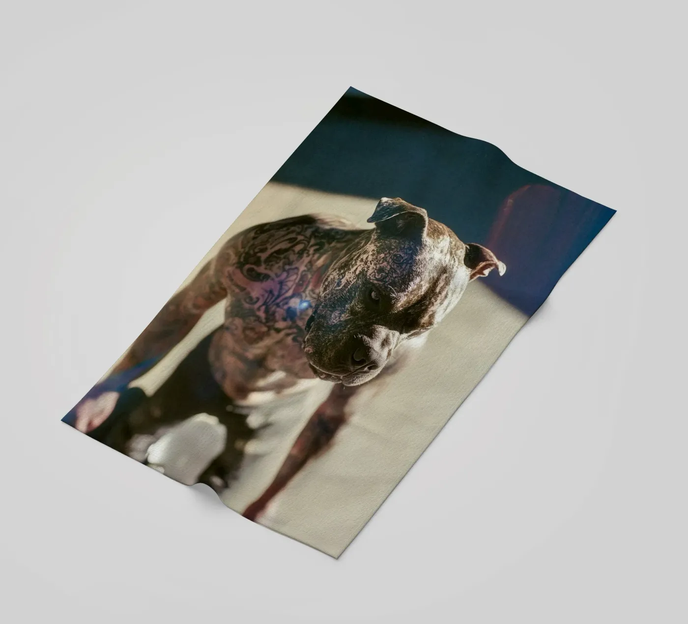 Bronx telo mare da Affiches Chien Originales – Dogland