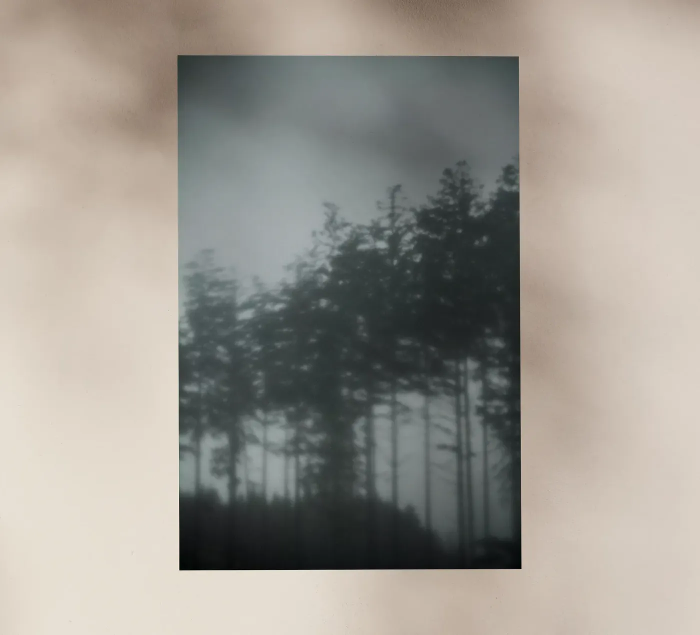 Pine Trees pellicola backlit da Klaus with K