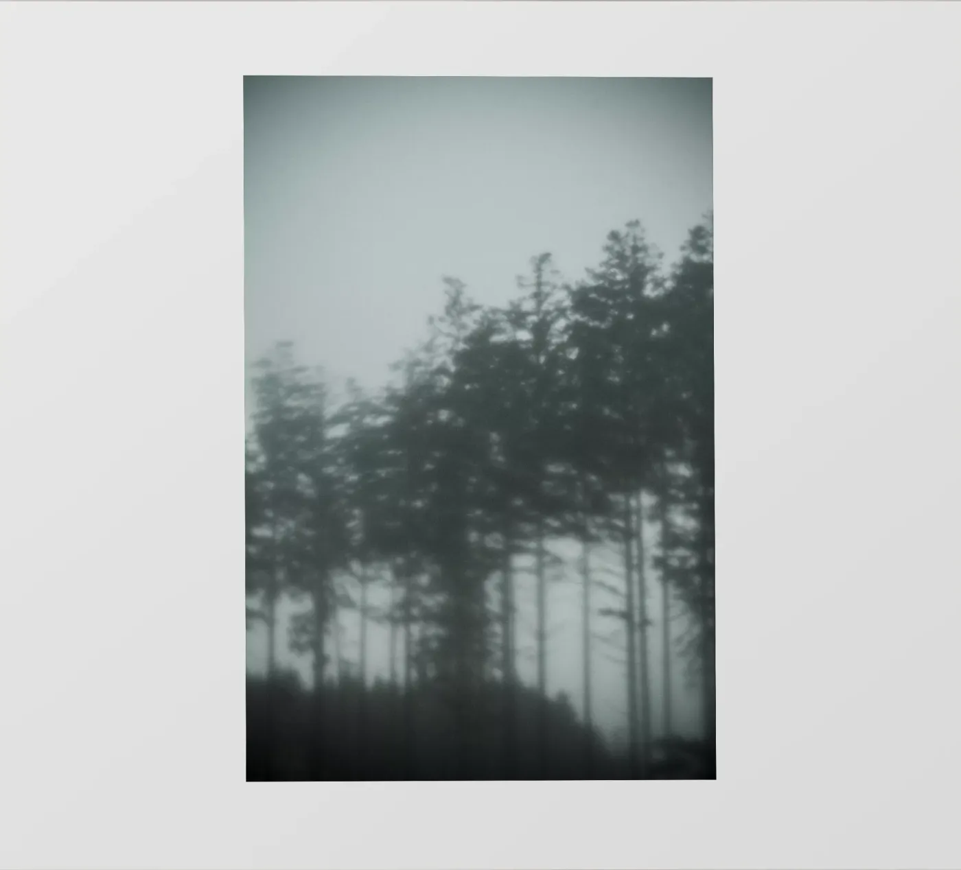 Pine Trees pellicola backlit da Klaus with K