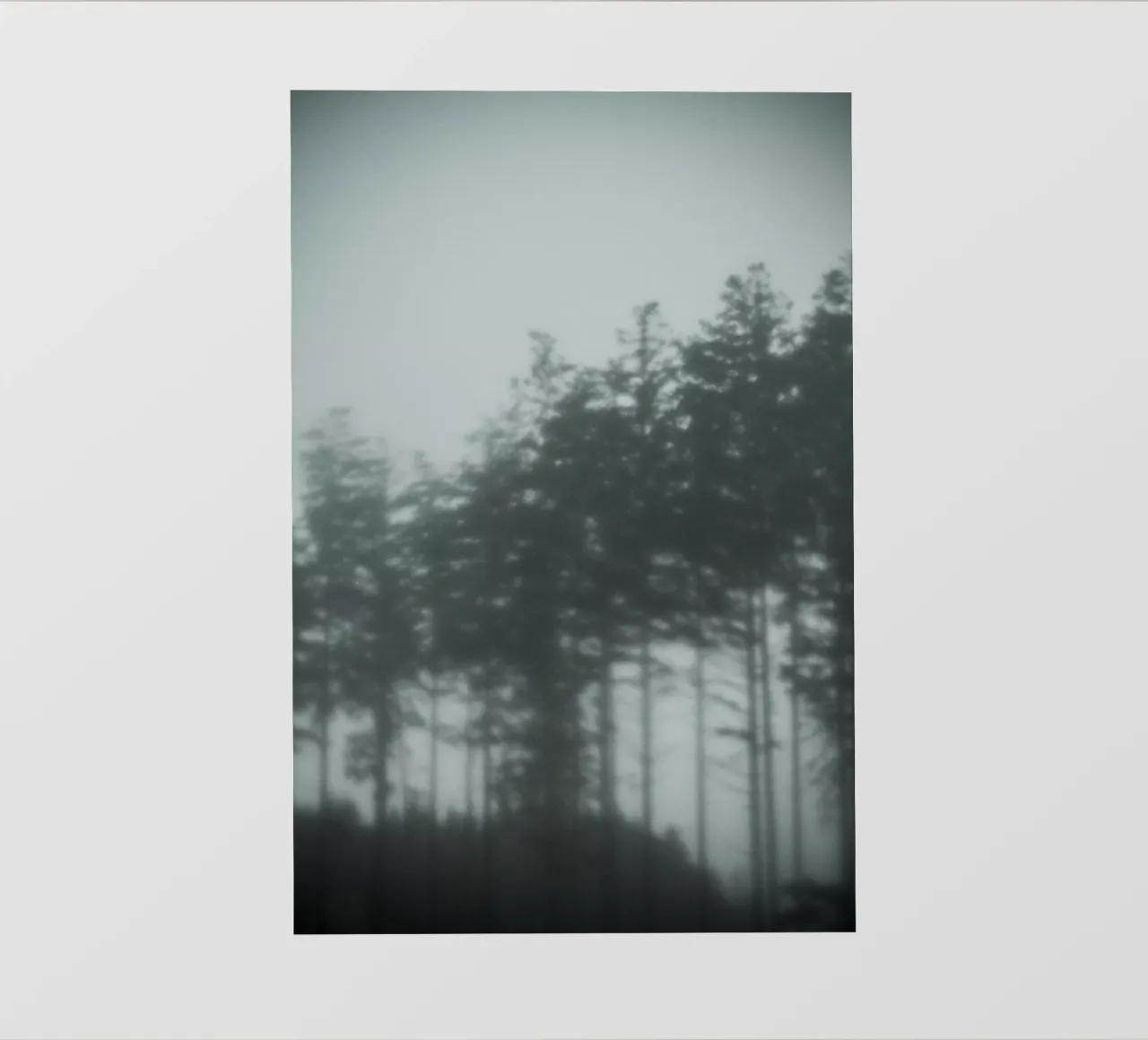 Pine Trees pellicola backlit da Klaus with K