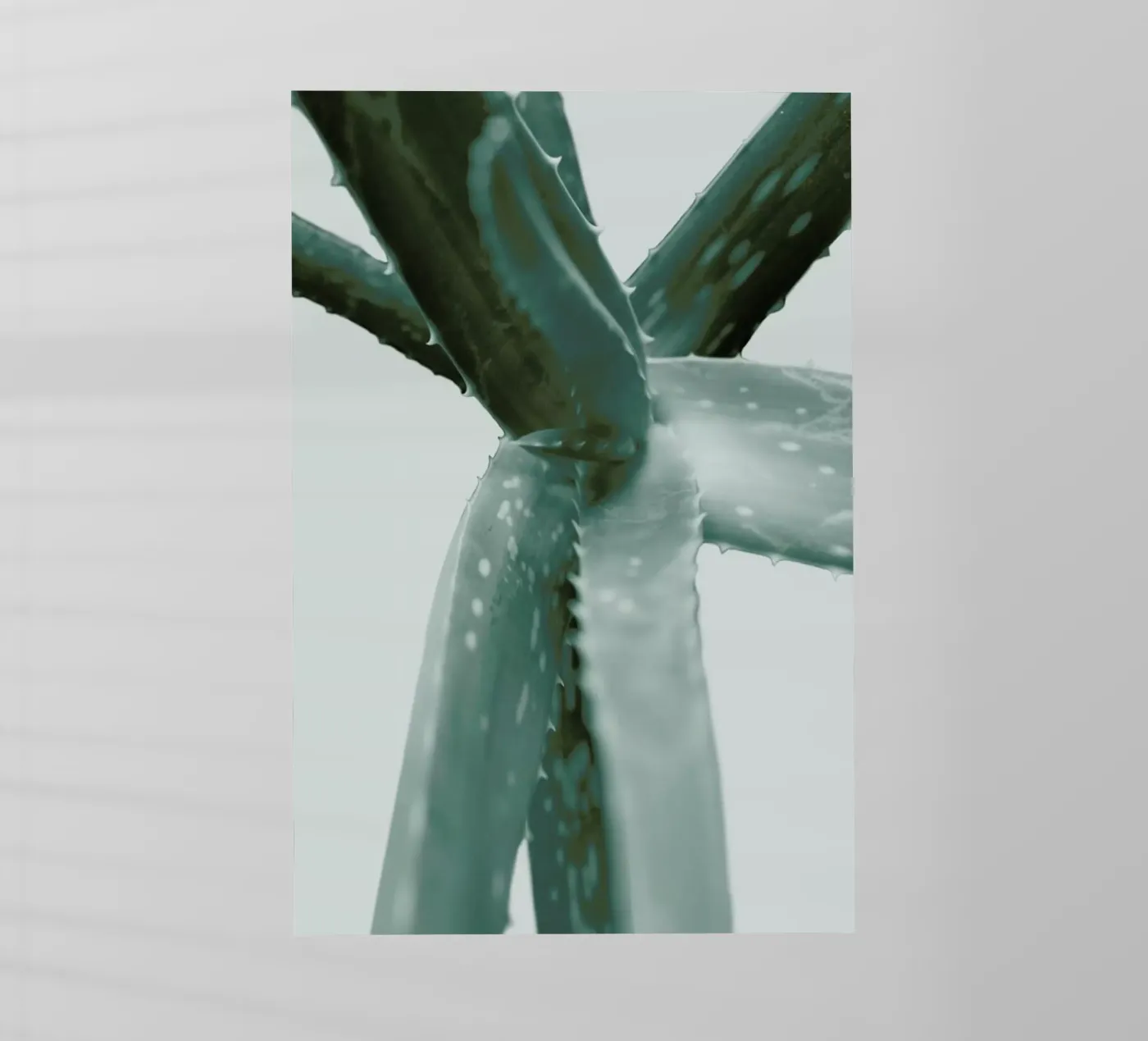 Agave pellicola backlit da Elena Veronese