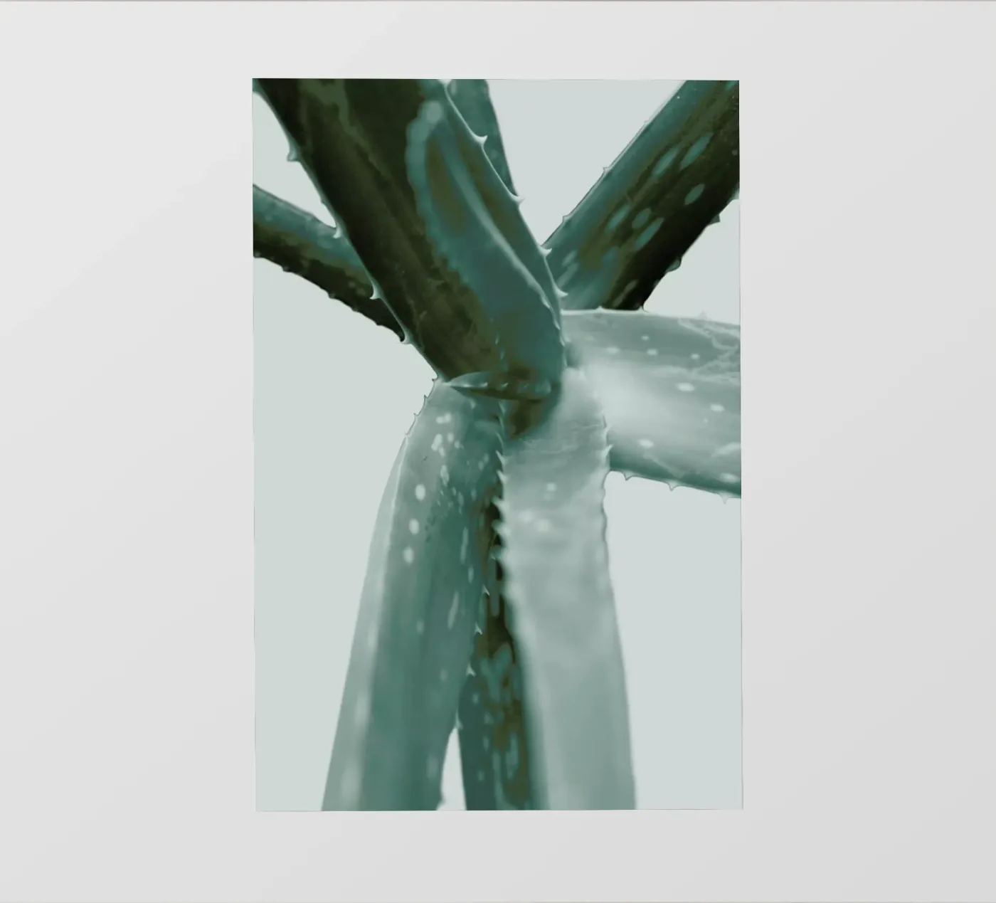 Agave pellicola backlit da Elena Veronese