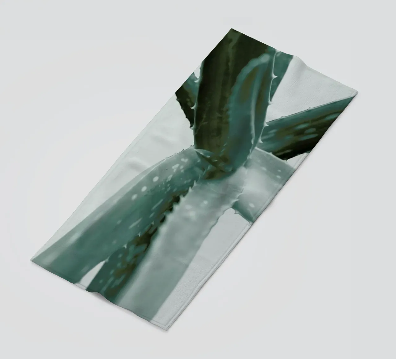 Agave telo mare da Elena Veronese