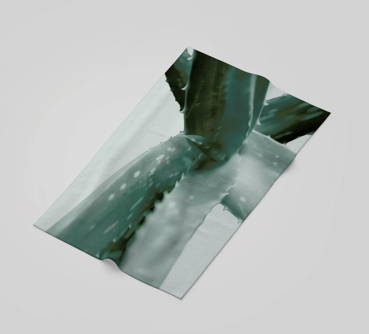 Agave telo mare da Elena Veronese