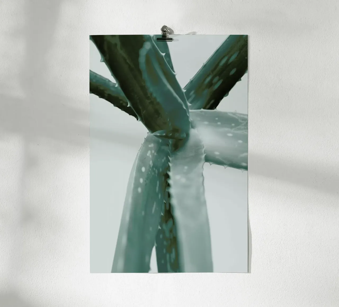 Agave poster da Elena Veronese