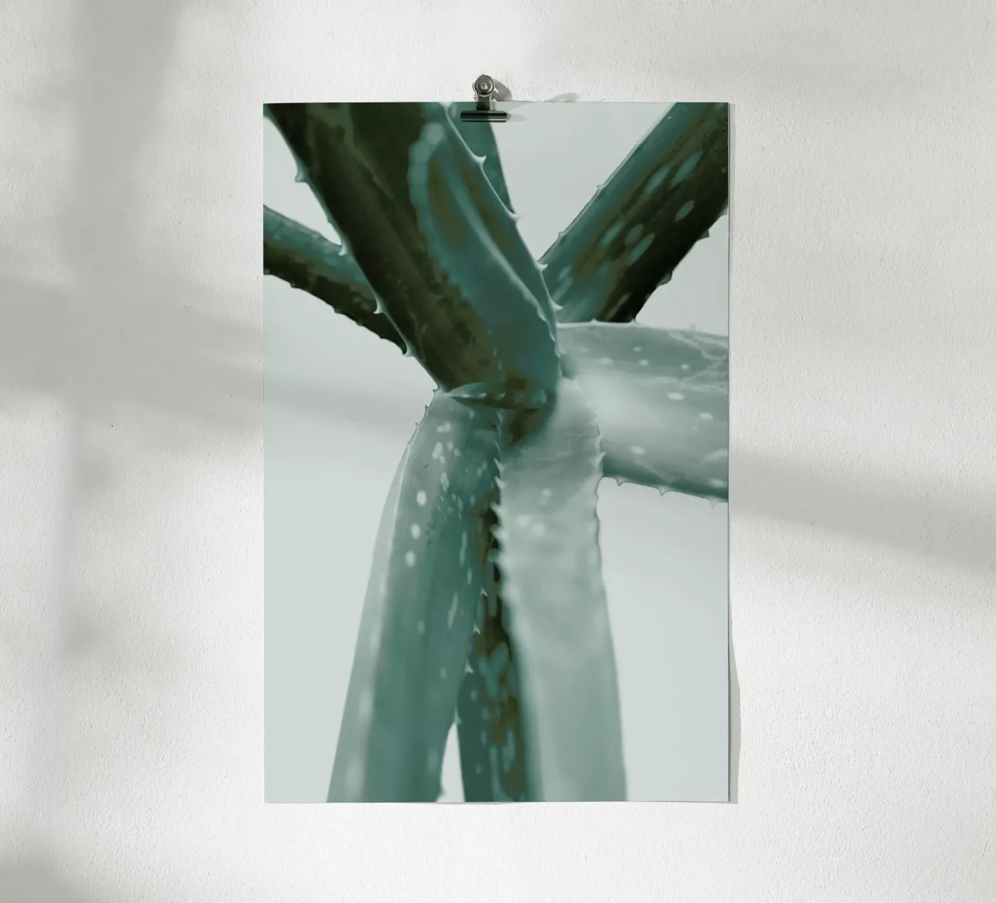 Agave poster by Elena Veronese