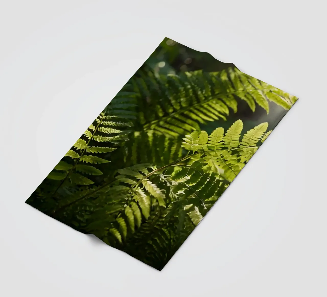 Felci verdi e rigogliose che si crogiolano alla luce del sole in una foresta tranquilla coperta in pile da DesignDoodle