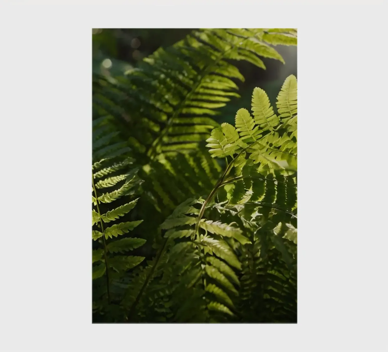 Lush green ferns basking in soft sunlight in a serene forest notebook by DesignDoodle