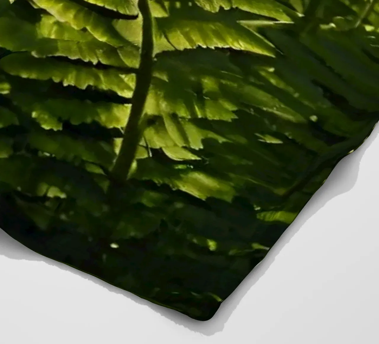 Felci verdi e rigogliose illuminate dalla luce del sole in una fitta foresta coperta in pile da DesignDoodle
