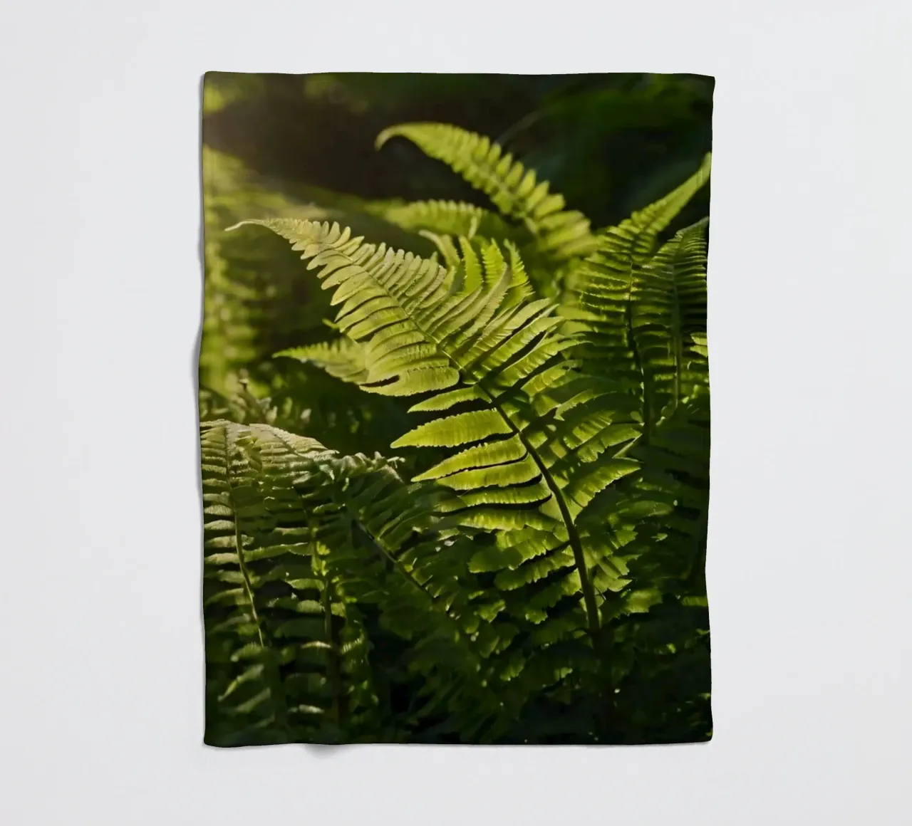 Felci verdi e rigogliose illuminate dalla luce del sole in una fitta foresta coperta in pile da DesignDoodle