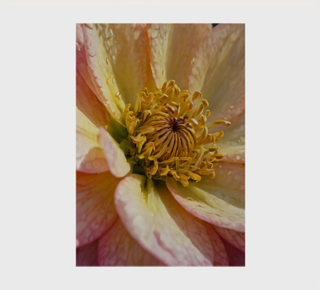 Vue rapprochée d'une fleur vibrante dans un jardin carnet de notes de DesignDoodle