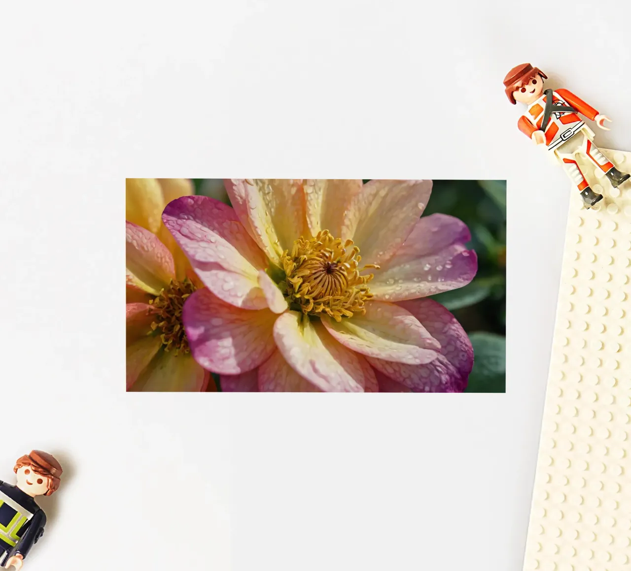 Vue rapprochée d'une fleur vibrante dans un jardin autocollant de DesignDoodle