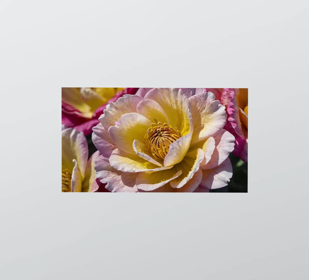 un vivace fiore di camelia giallo e rosa in fiore adesivo da DesignDoodle