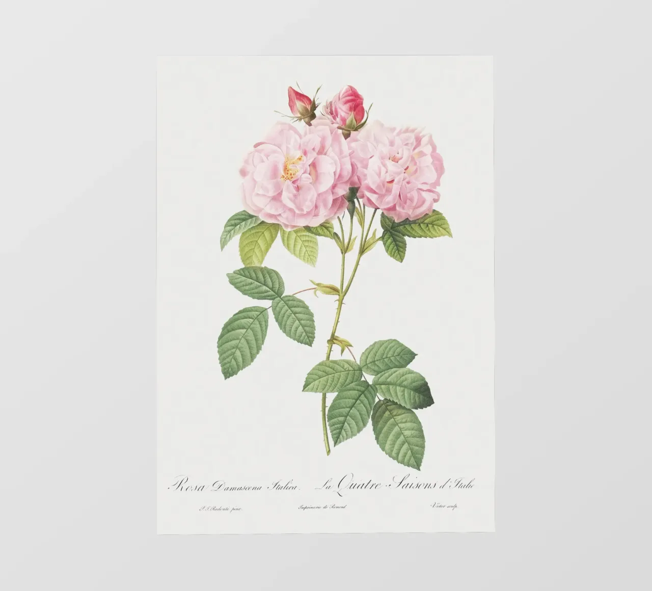 Pink Roses Botanical Print pvc cover by Venus Art