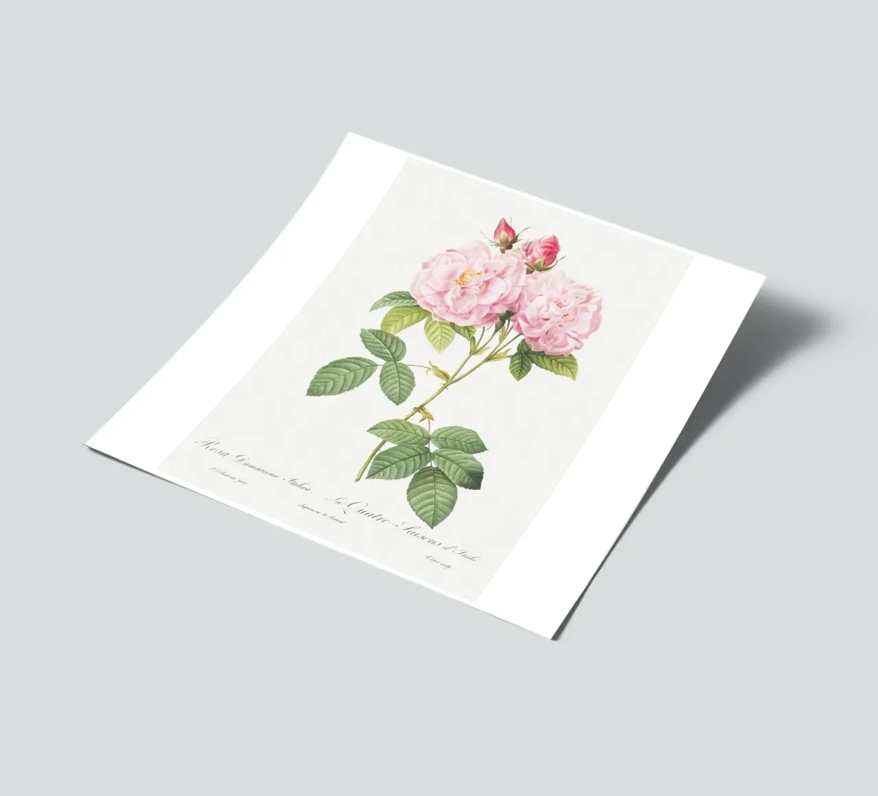 Pink Roses Botanical Print sticker sheet by Venus Art