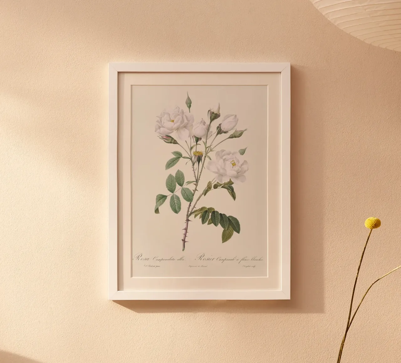 White Roses Botanical Illustration poster da Venus Art