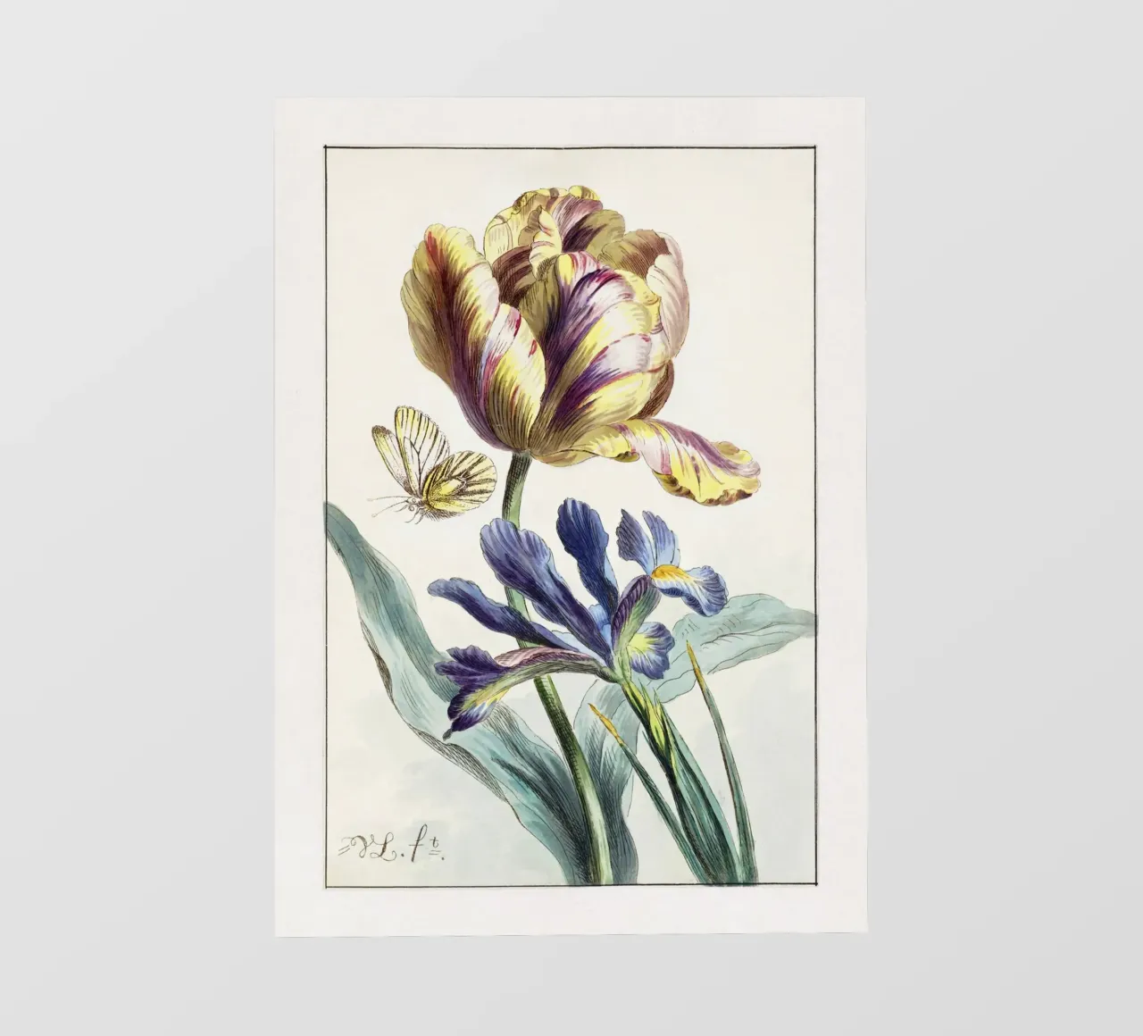 Tulip Spring Botanical Illustration pellicola backlit da Venus Art