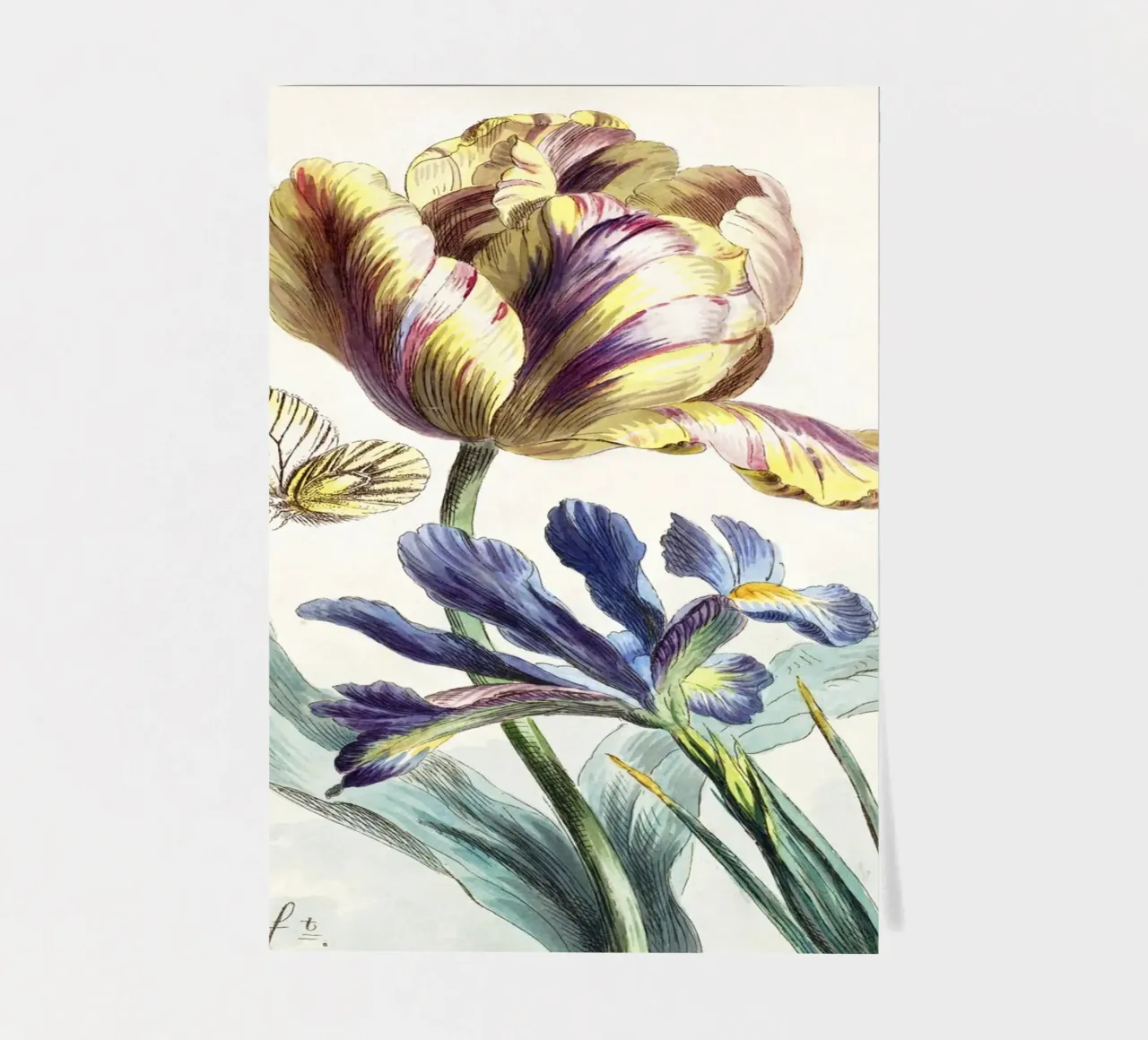 Tulip Spring Botanical Illustration foglio adesivo da Venus Art