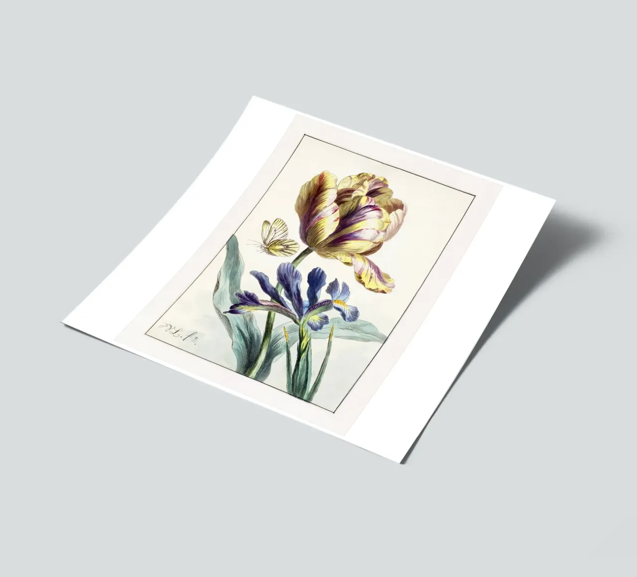 Tulip Spring Botanical Illustration foglio adesivo da Venus Art
