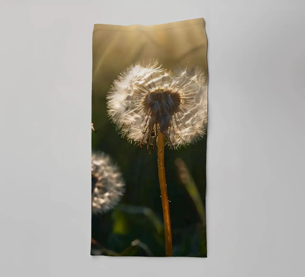 Dandelions illuminated by sunlight in a lush green field towel by DesignDoodle