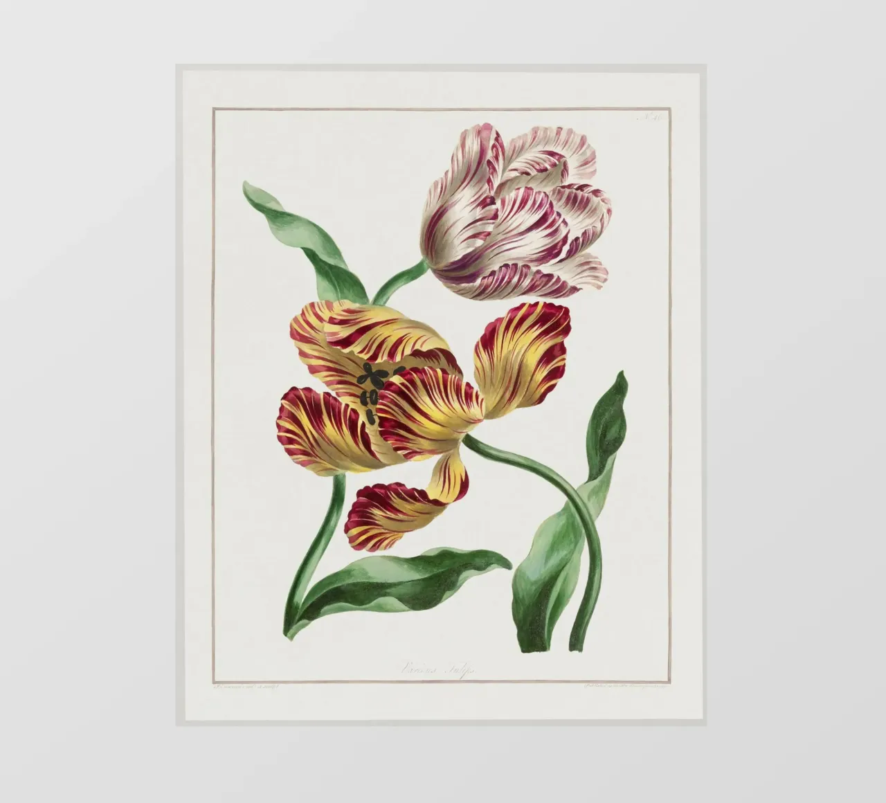 Tulips Fototapete von Venus Art