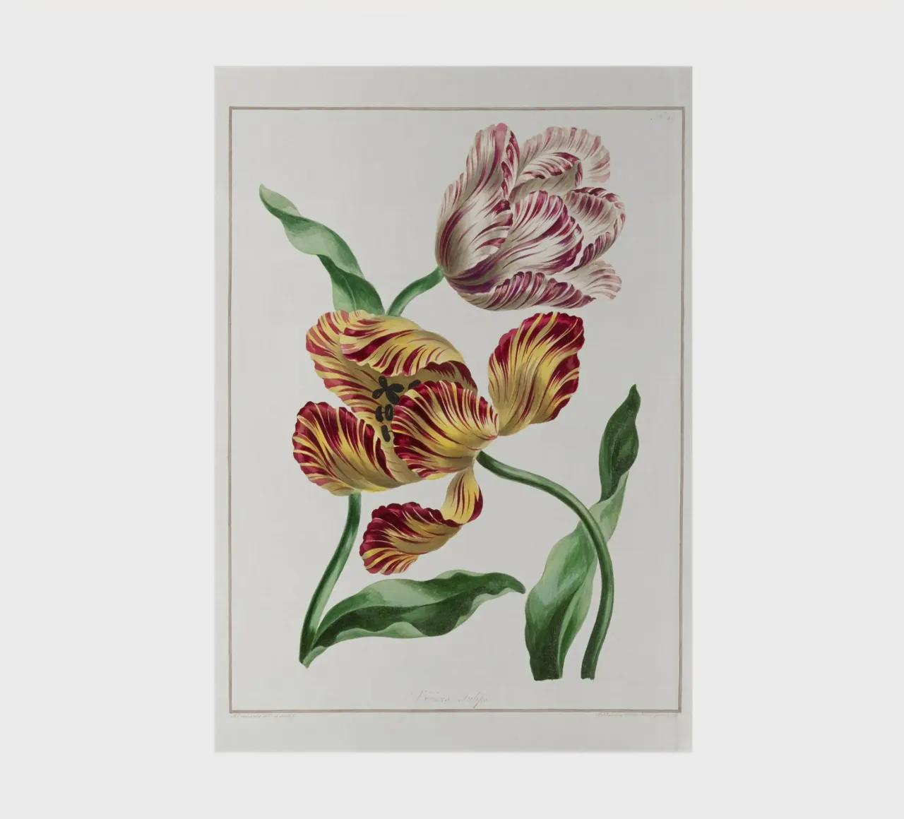 Tulips notebook by Venus Art